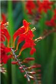 Crocosmia lucifer